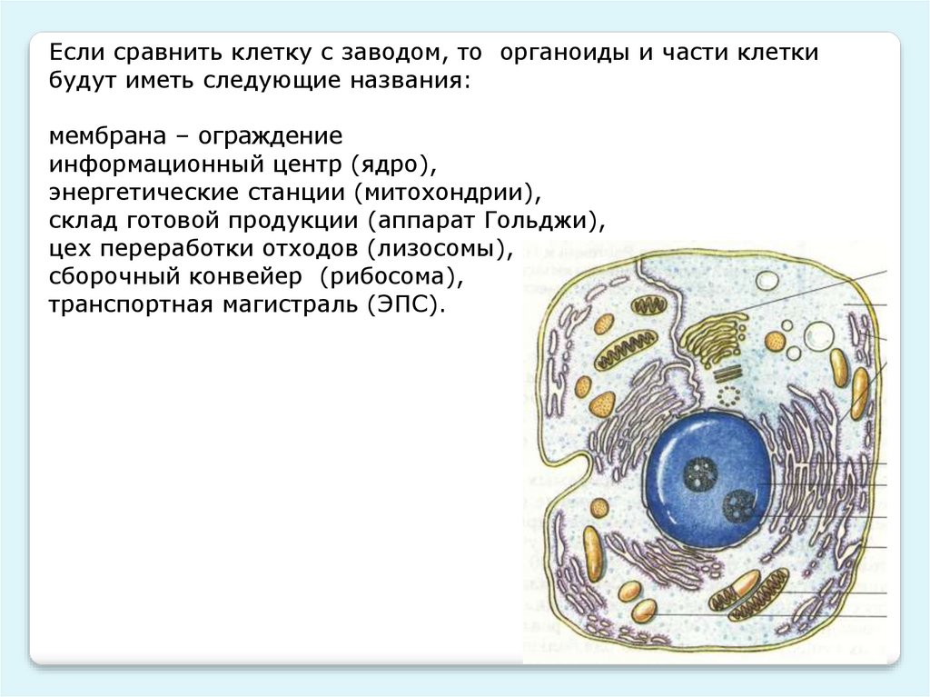 По строению клетки делятся на