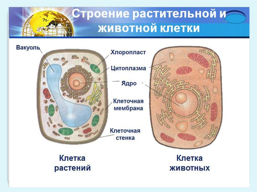 Схема строения клетки 5 класс