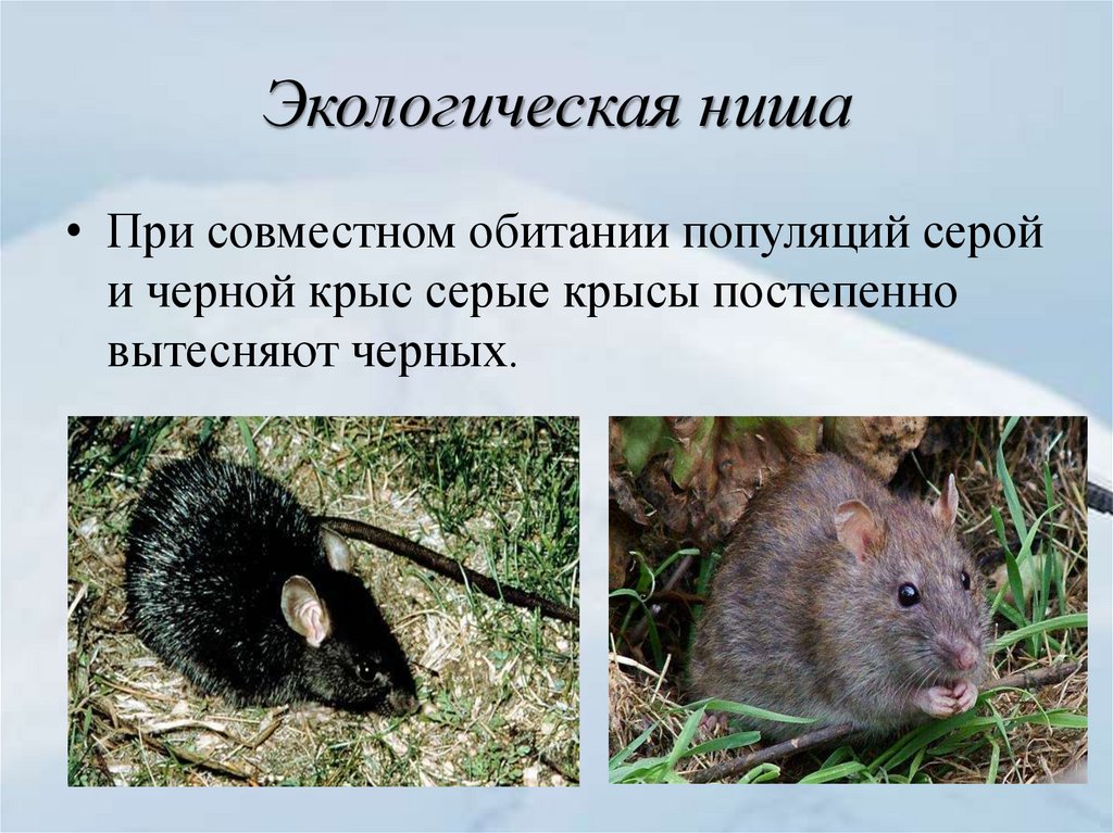 Какой тип развития характерен для серой крысы. Серая и черная крысы. Экологическая ниша. Серая и черная крыса конкуренция. Черная крыса и серая крыса.
