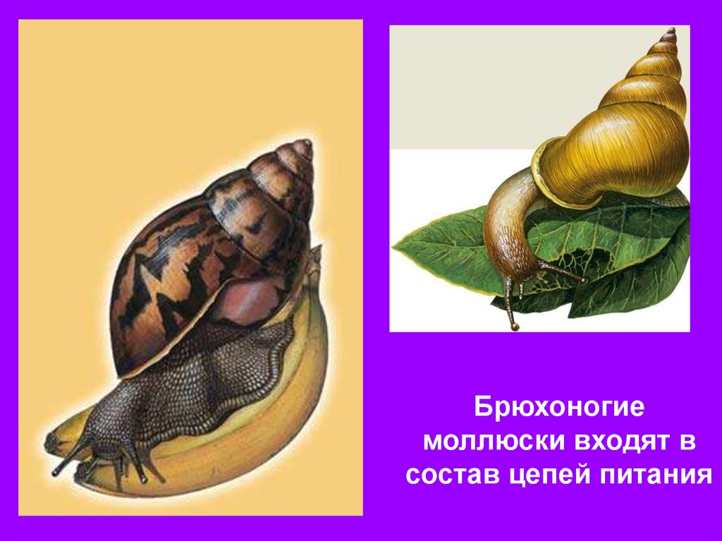 Биология брюхоногих моллюсков. Беззубка брюхоногая. Брюхоногие моллюски питаются. Таксон брюхоногой моллюски. Питание брюхоногих моллюсков.
