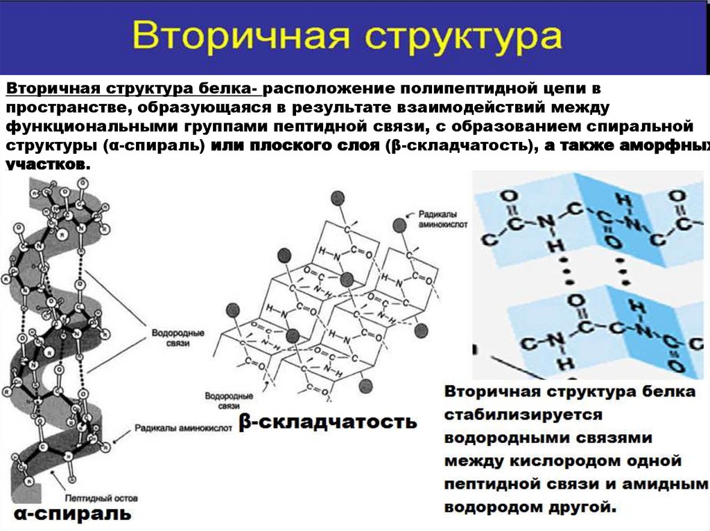 Особенность структуры белка. Вторичная структура белка. Структуры белка биохимия. Структура белка химия. Альфа спираль вторичной структуры белка.