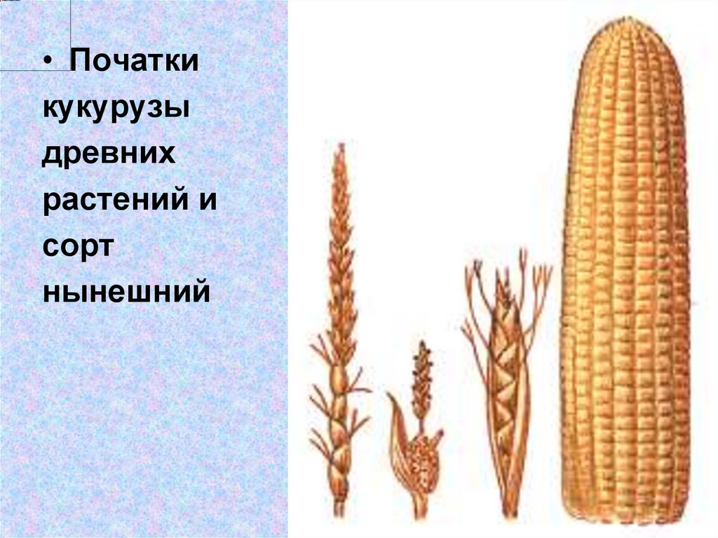 Массовый отбор гибридов. Початки кукурузы древних сортов. Полиплоидия кукурузы. Искусственный отбор в селекции растений. Теосинте предок кукурузы.