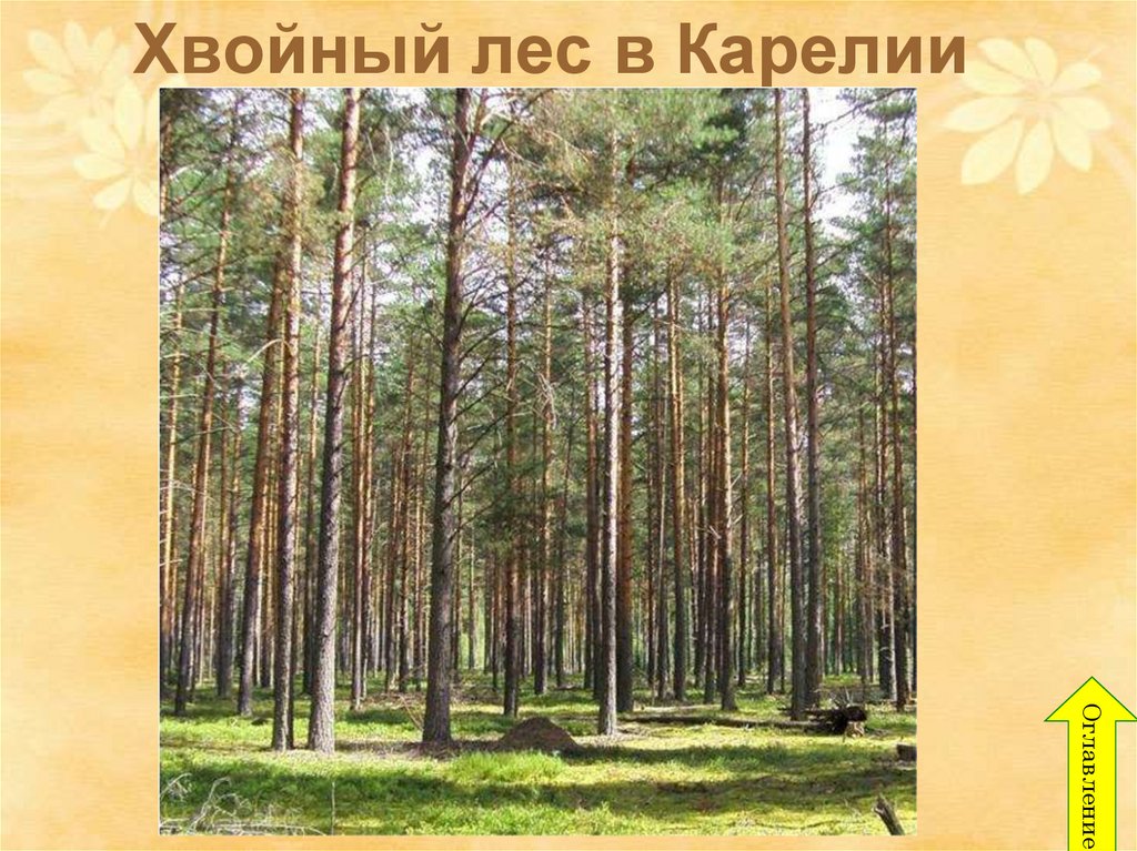 Хвойный лес в Карелии