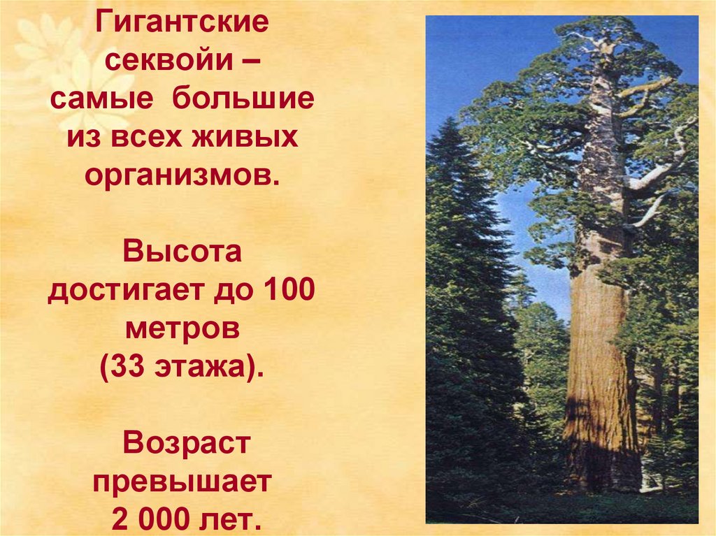 Гигантские секвойи – самые большие из всех живых организмов. Высота достигает до 100 метров (33 этажа). Возраст превышает 2 000