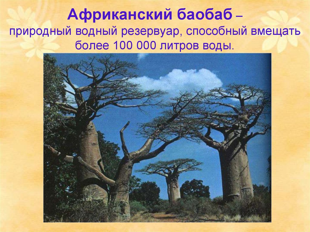 Африканский баобаб – природный водный резервуар, способный вмещать более 100 000 литров воды.
