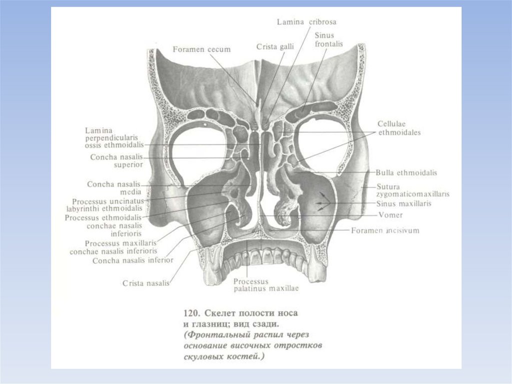 Передняя полость. Полость носа анатомия Синельников. Носовая полость анатомия череп. Скелет полости носа Синельников. Полость носа анатомия кости.