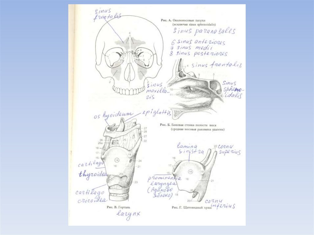 Гортань (larynx)