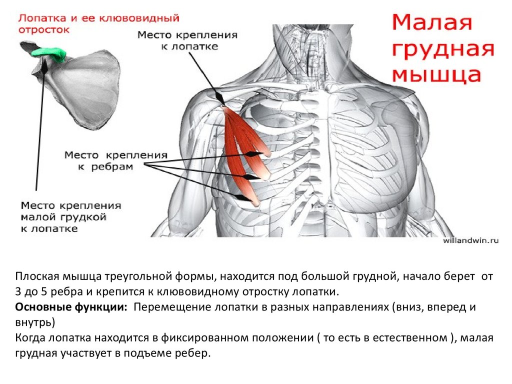 Где находится лопатка у человека фото