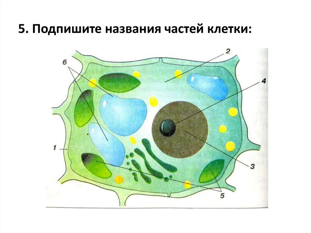 Клетка урок. Растительная клетка рисунок 6 класс биология. Клетка растения 5 класс биология. Подпишите основные части растительной клетки 5 класс. Строение клетки 5 класс биология растительной клетки.