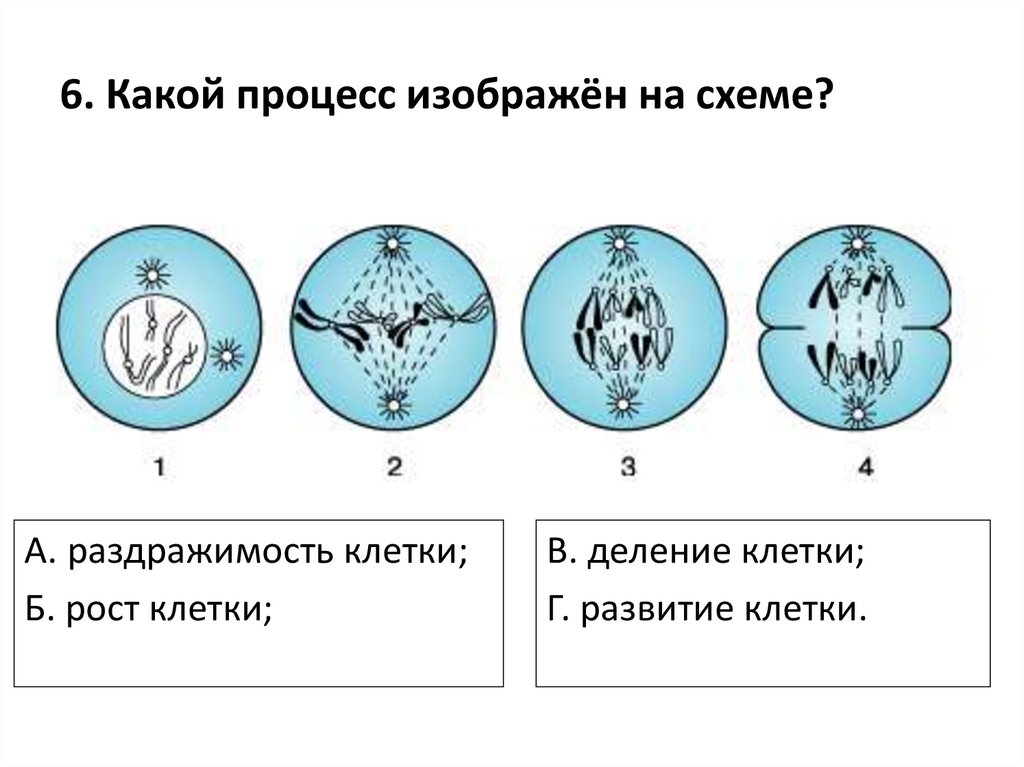 Какой процесс можно. Какой процесс изображен на схеме. Раздражимость клетки. Процесс раздражимости клетки. Деление и рост клеток.