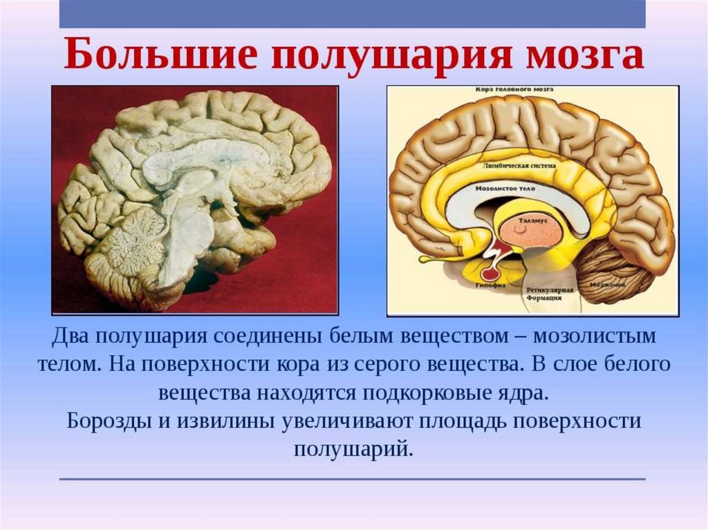Полушария входят в состав мозга. Большие полушария головного мозга функции 8 класс. Большие полушария головного мозга структура. Строение больших полушарий головного мозга презентация. Строение большого полушария головного мозга кратко.