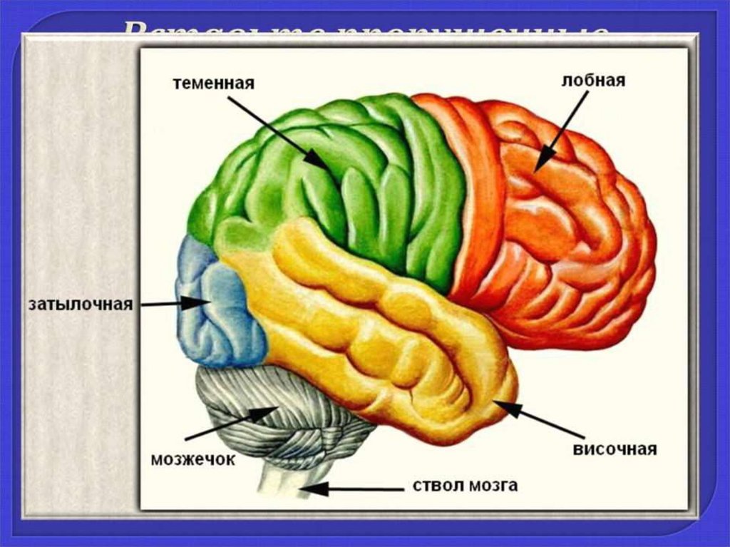 Мозг биология огэ. 8 Класс биология анализатор полушария большого мозга. Строение головного мозга биология. Схема строения отделов головного мозга. Структуры головного мозга биология 8 класс.