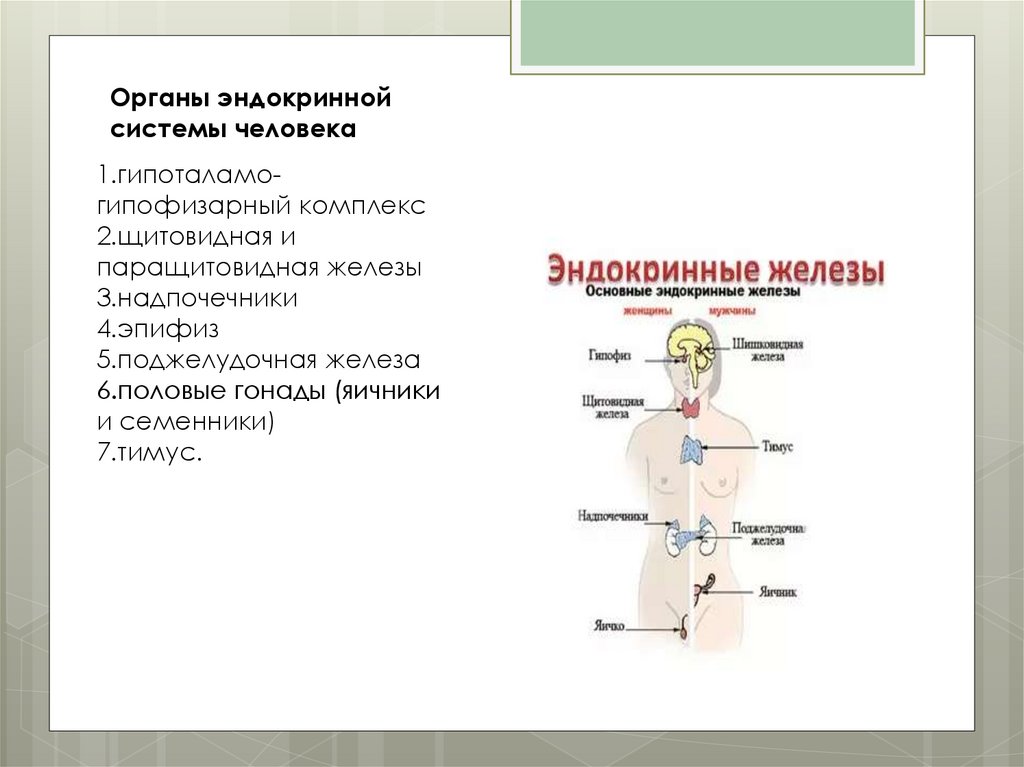 Презентация по эндокринной системе