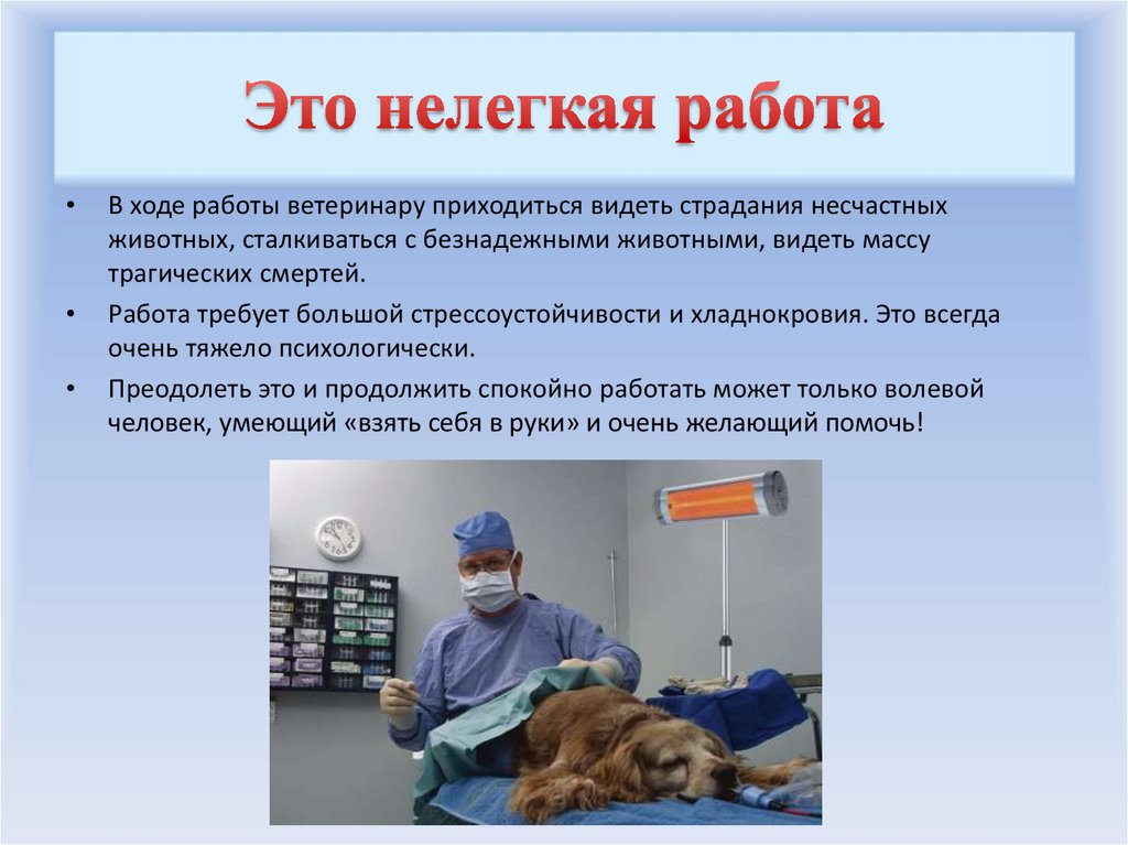Профессия ветеринарный врач презентация