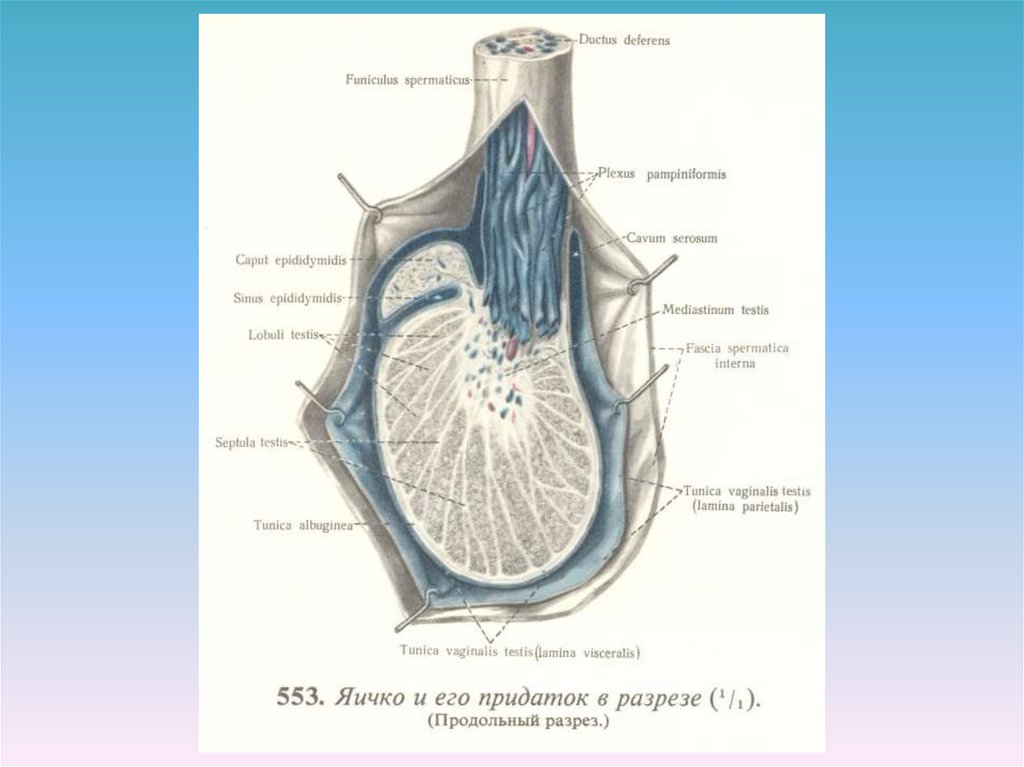 Протоки семенников. Протоки яичка. Органы мошонки инфильтрат. Фото яичек в пенисе в 9 лет. Как должны выглядеть половые яйца.