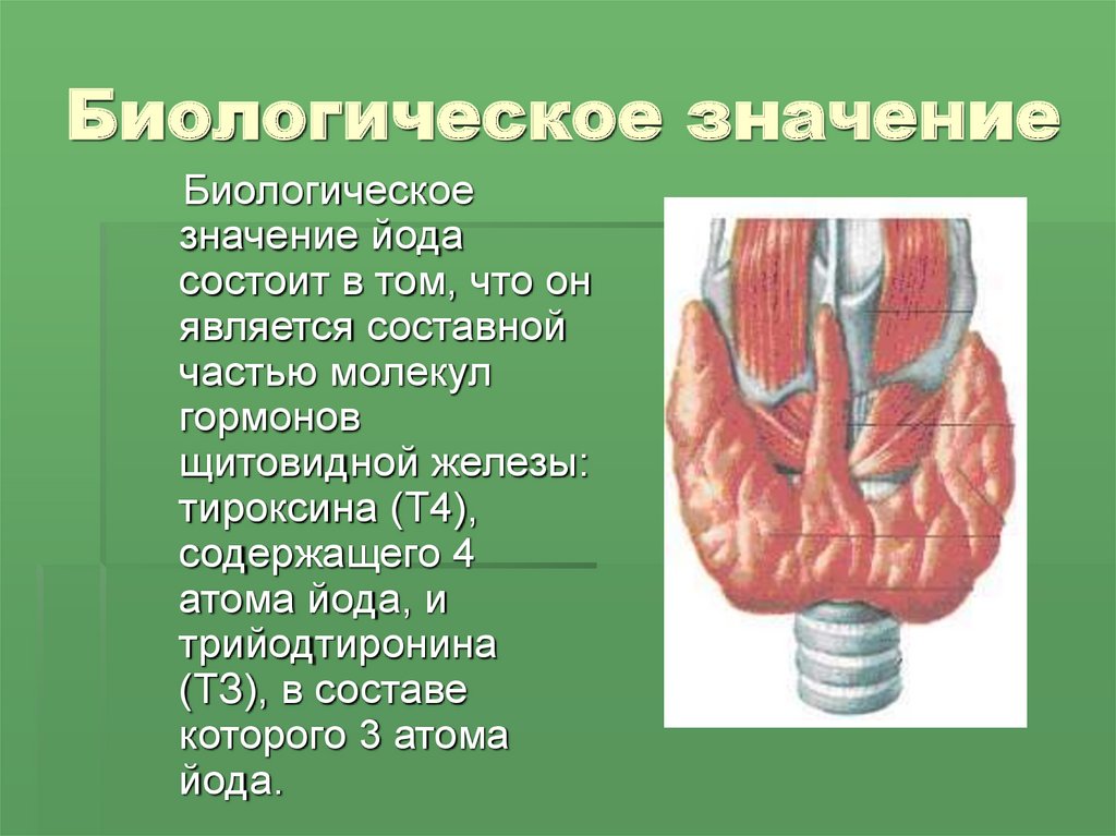 Какое биологическое значение