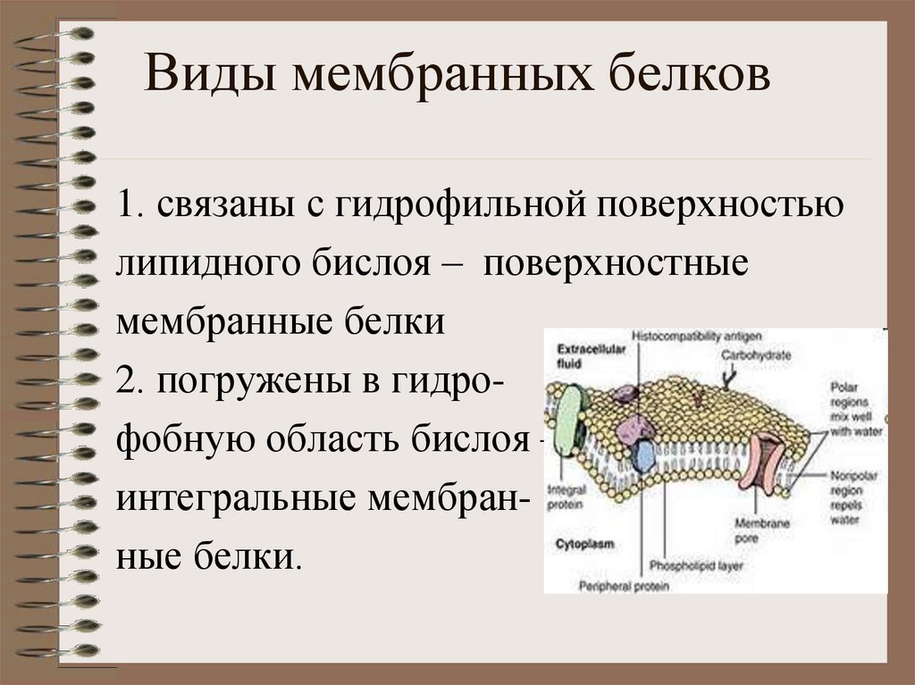 Виды мембран. Вид Мем. Виды биологических мембран. Мембраны виды мембран.