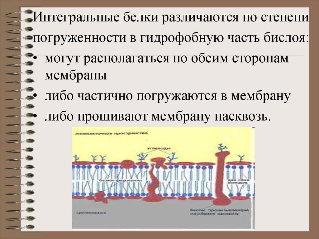 Состав биологической мембраны. Белки мембраны. Биологическая мембрана. Виды мембран. Интегральные мембранные белки.