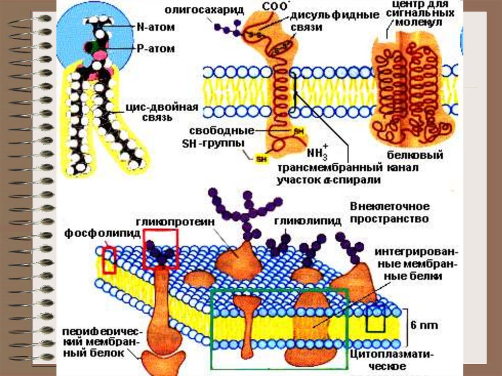 Белки в клеточной мембране. Мембранных белков и мембранных липидов структура. Схема строения клеточной мембраны эритроцита. Мембрана белка строение фосфолипида. Строение мембран клеток фосфолипиды.