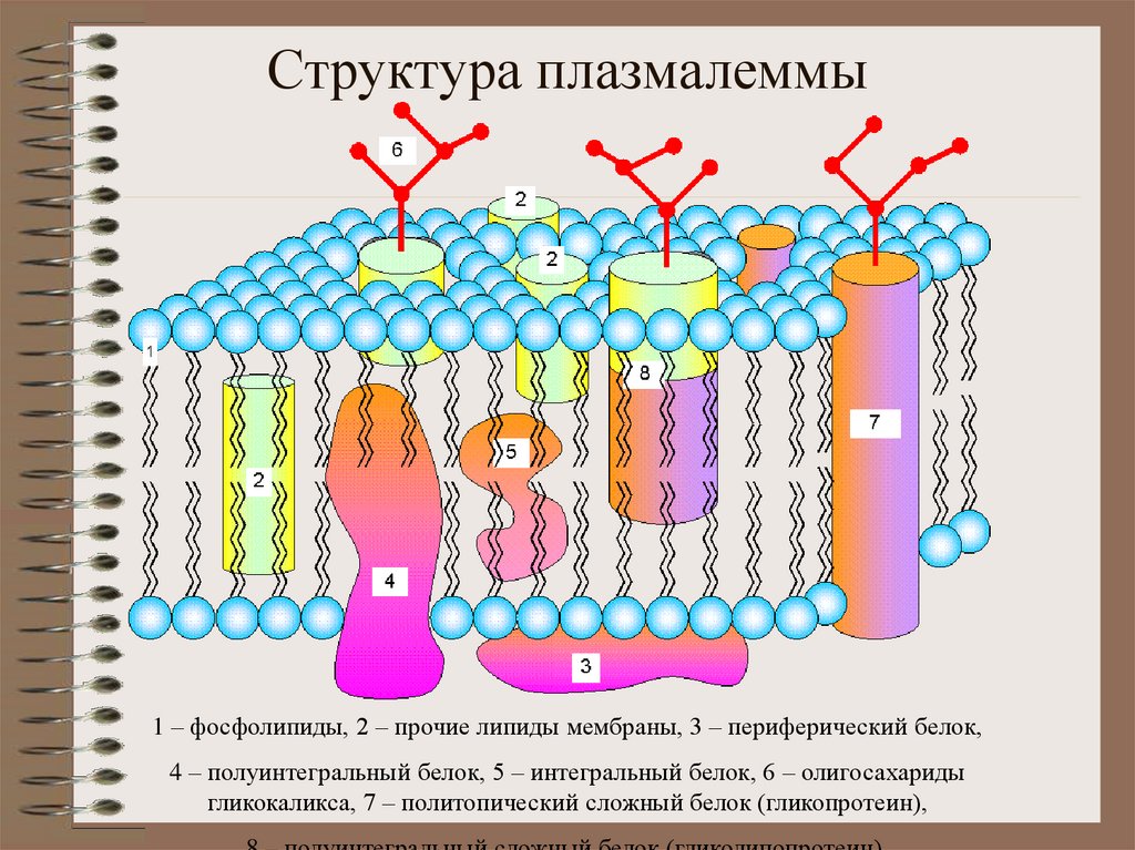 Плазмалемма. Строение плазмалеммы. Плазмалемма структура. Рисунок плазмалеммы. Состав плазмалеммы.