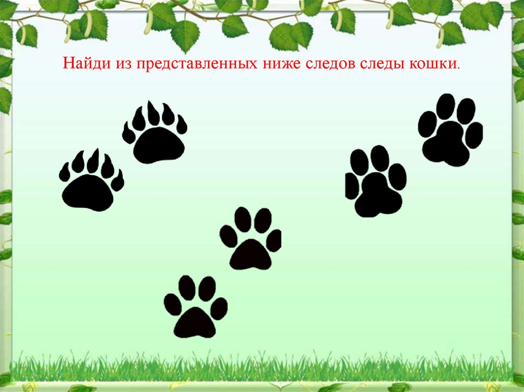 Найди из представленных ниже следов следы кошки.