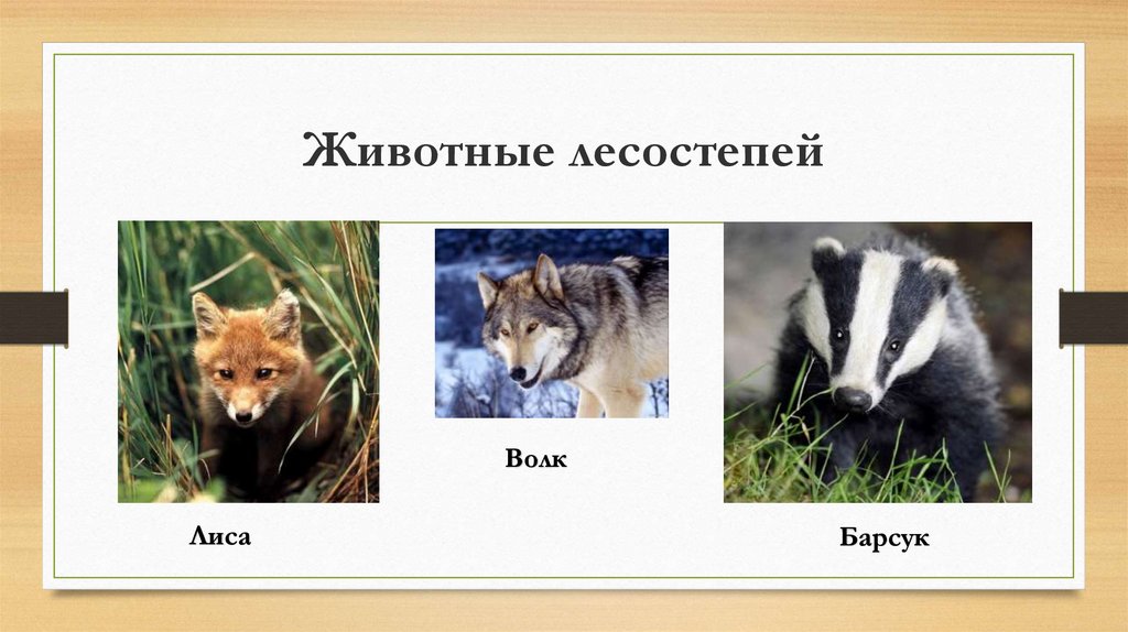 Какие животные обитают в лесостепях и степях. Животные лесостепи. Лесостепь животные и растения. Животный мир лесостепи в России. Растения и животные лесостепи в России.