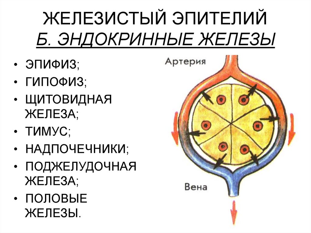 ЖЕЛЕЗИСТЫЙ ЭПИТЕЛИЙ Б. ЭНДОКРИННЫЕ ЖЕЛЕЗЫ