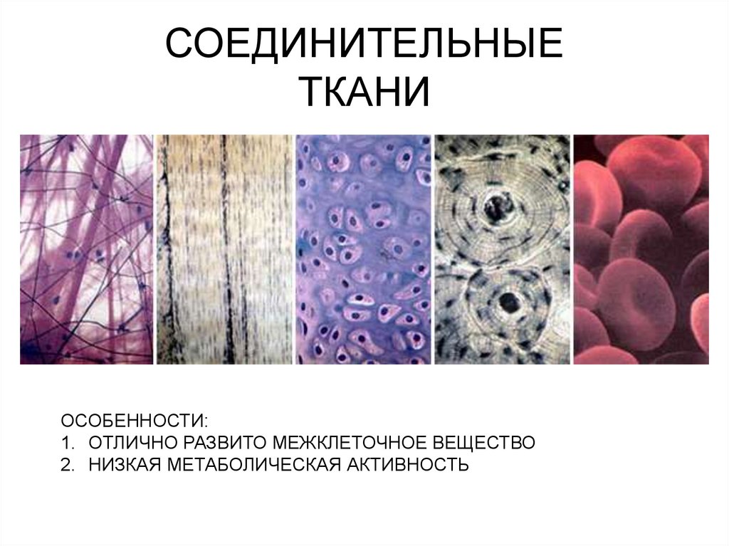 СОЕДИНИТЕЛЬНЫЕ ТКАНИ