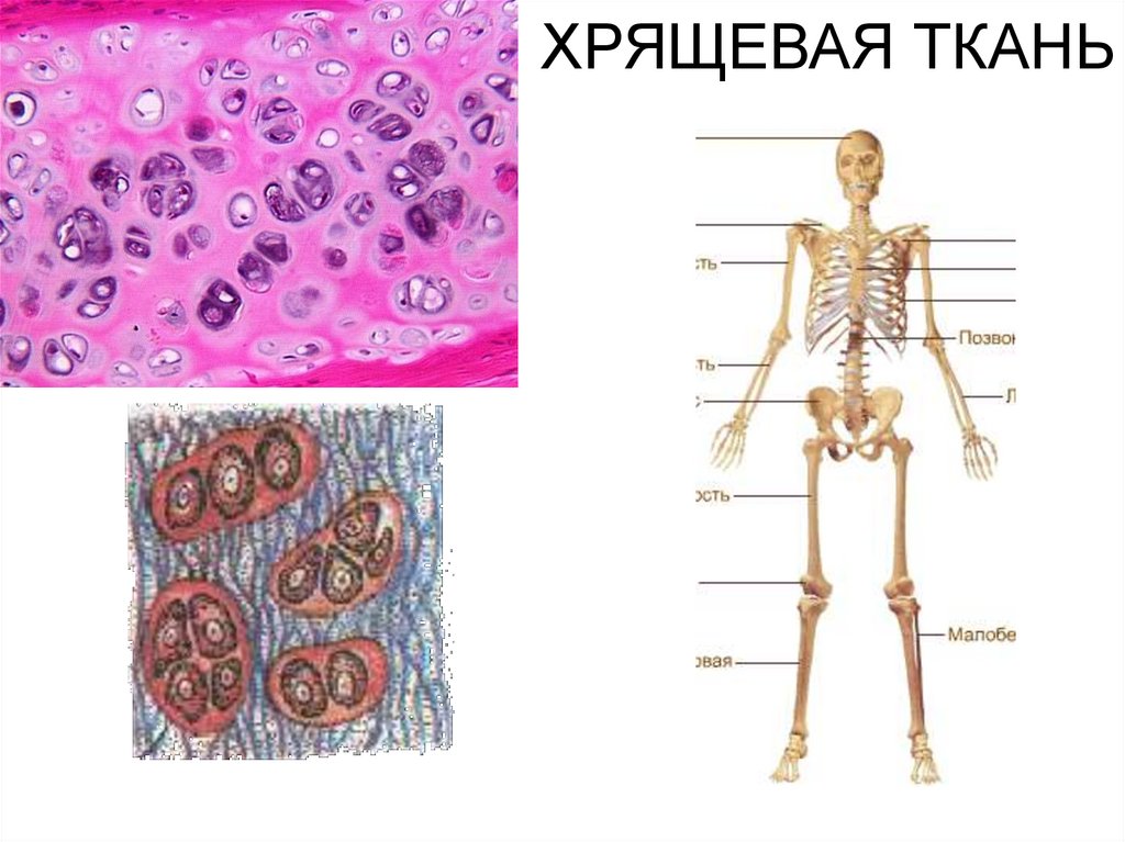 ХРЯЩЕВАЯ ТКАНЬ