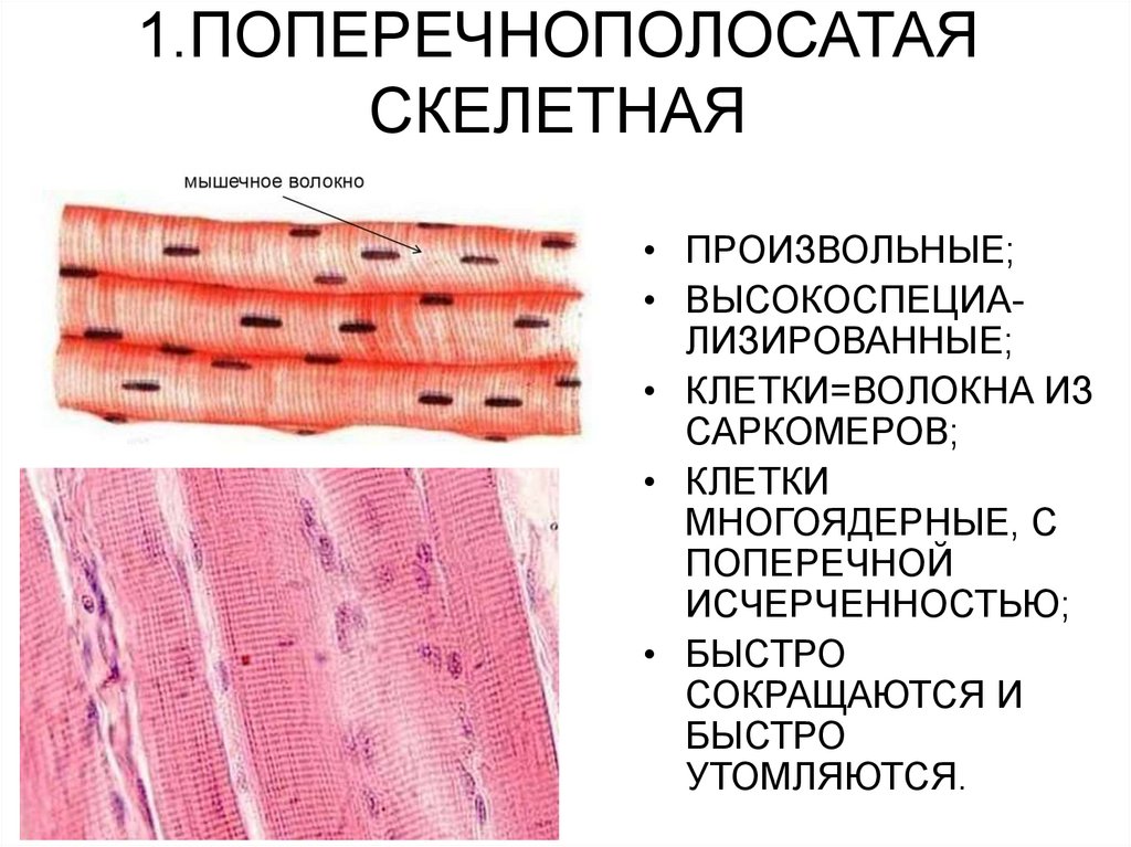 Строение поперечно полосатой мышечной ткани