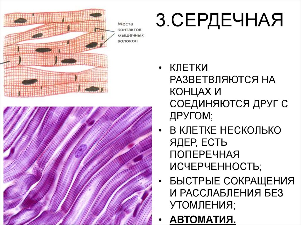 3.СЕРДЕЧНАЯ