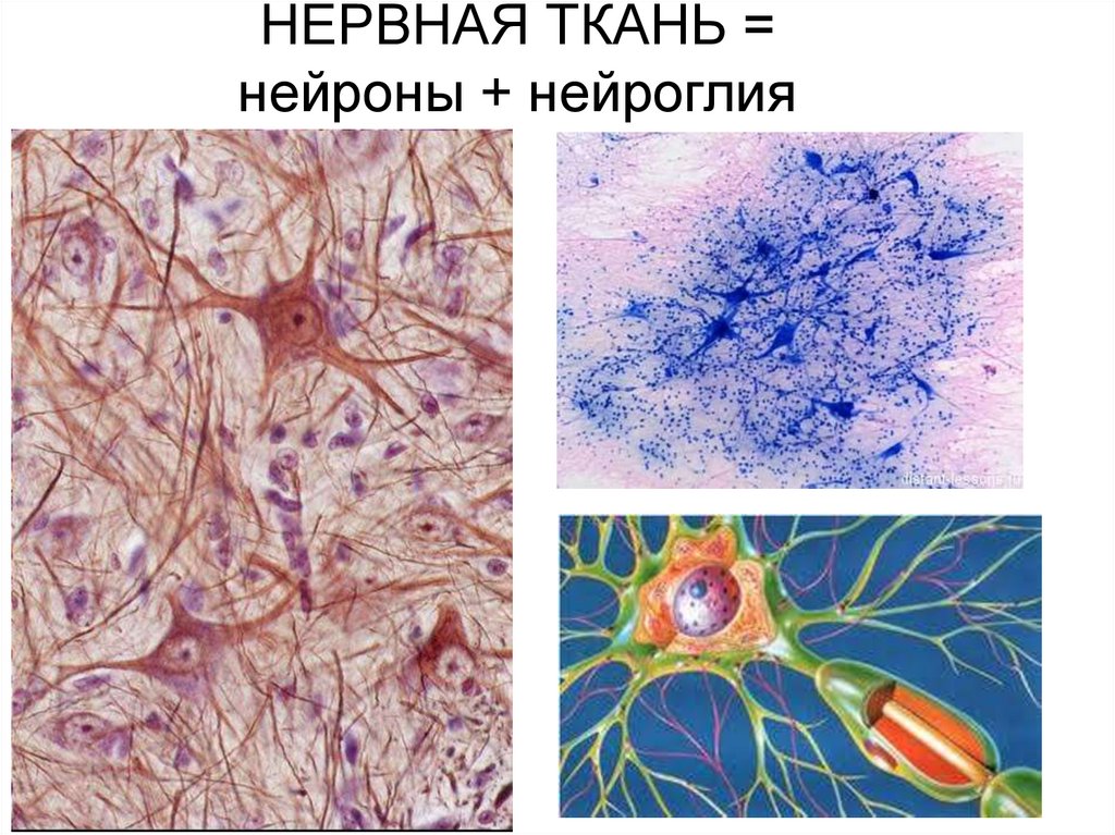 НЕРВНАЯ ТКАНЬ = нейроны + нейроглия