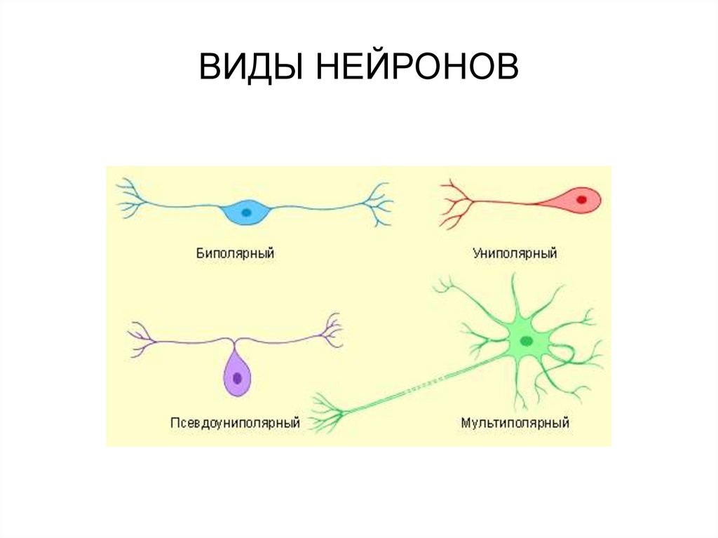 Ткани - презентация онлайн