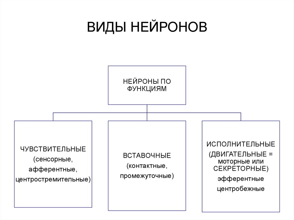 ВИДЫ НЕЙРОНОВ