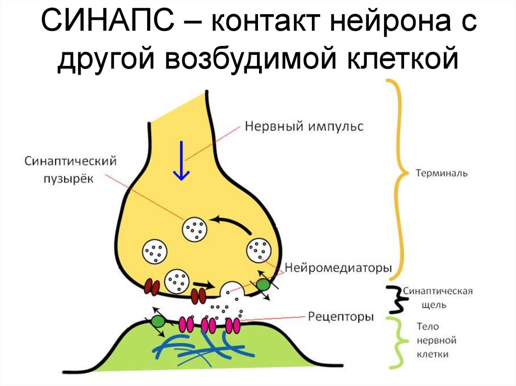 Рисунок синапса с обозначениями