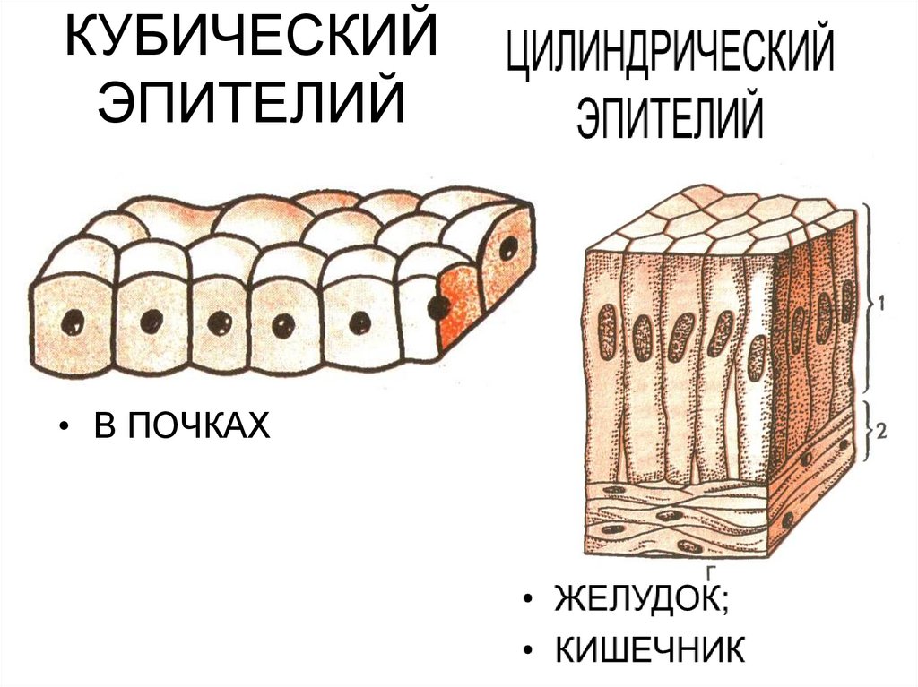 Кубический однослойный эпителий рисунок