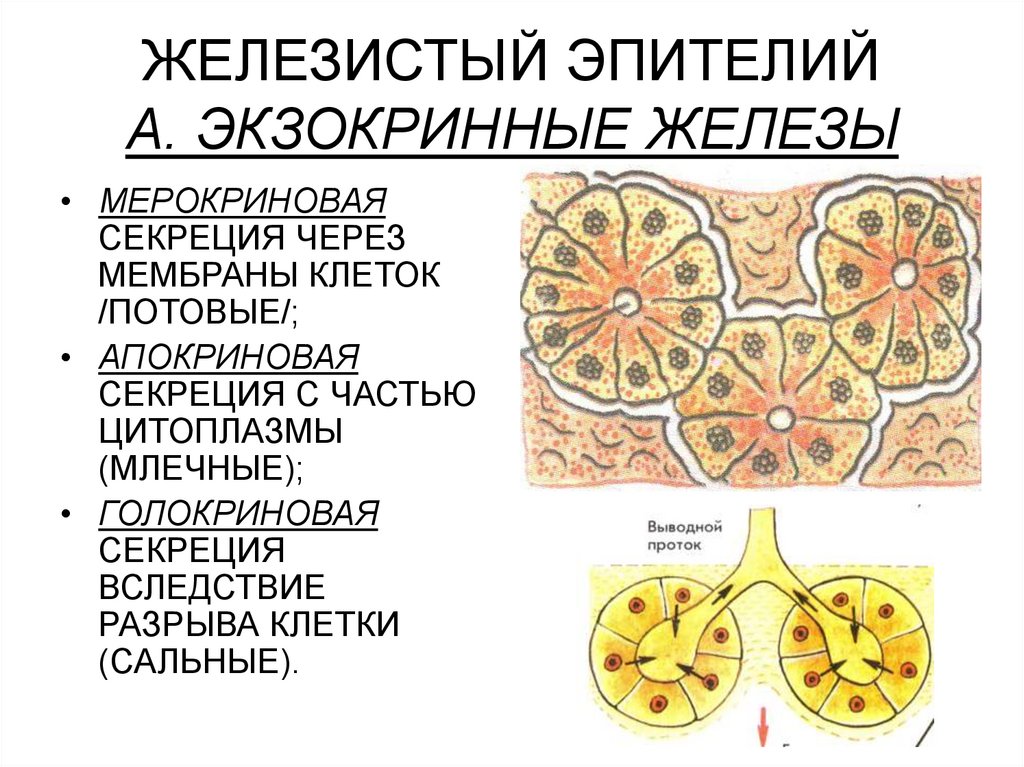 Экзокринная железа