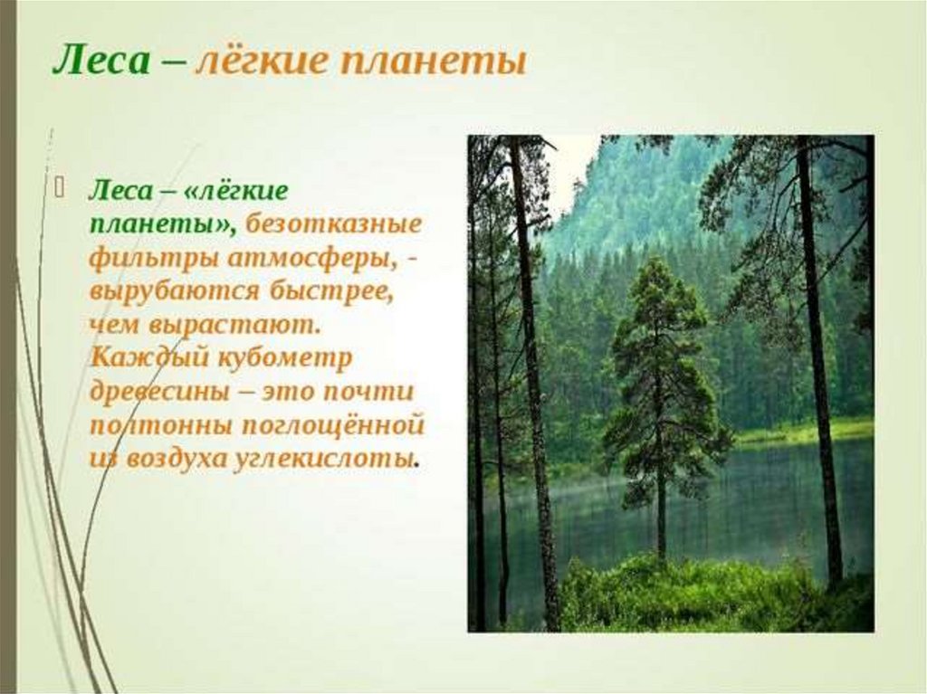 Какой лес называют. Лес легкие планеты. Леса легкие нашей планеты. Лес легкие природы. Лес легкие нашей планеты презентация.