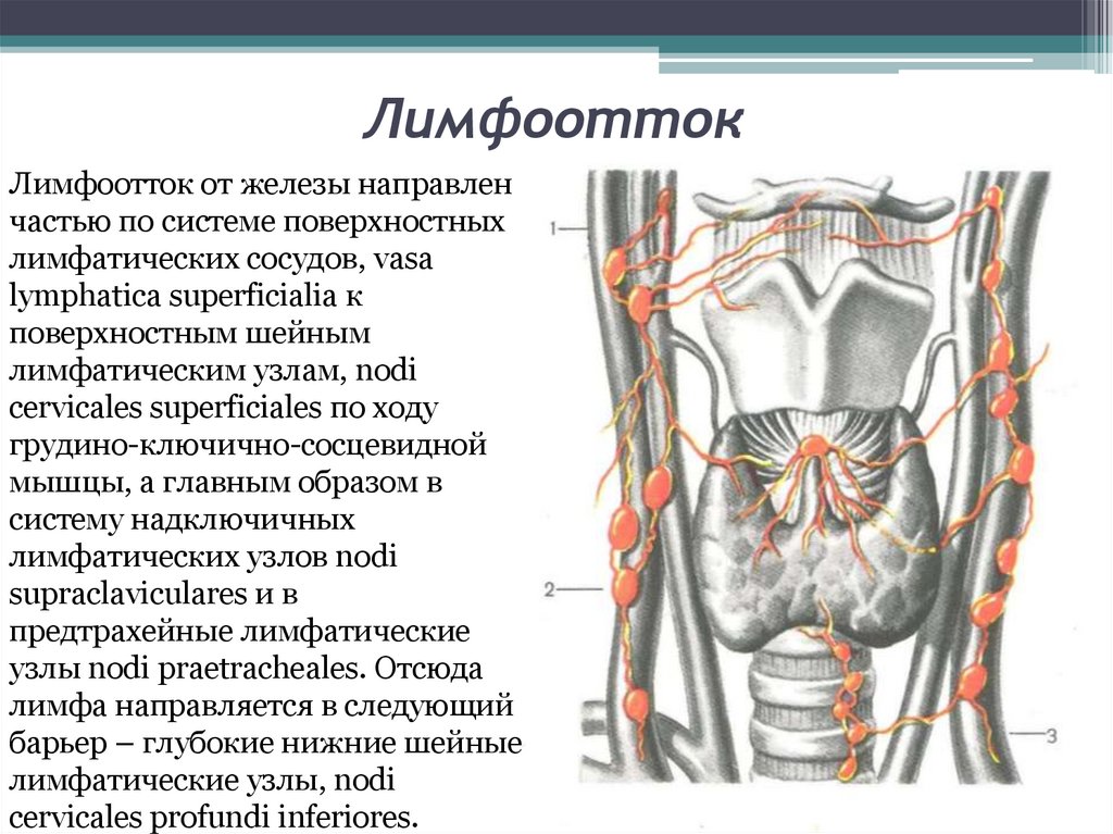 Лимфоотток анатомия