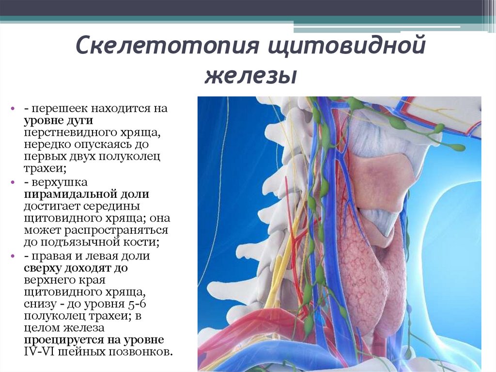 Где находятся щитовидные железы