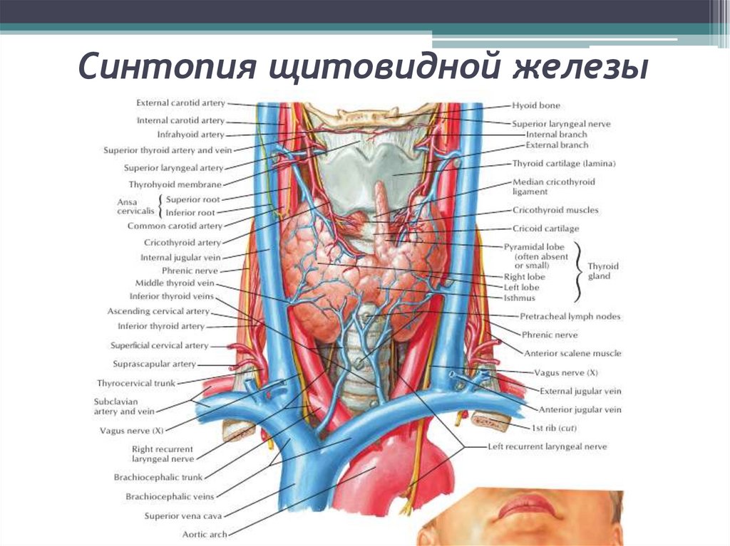 Топографические особенности анатомии щитовидной железы - презентация онлайн