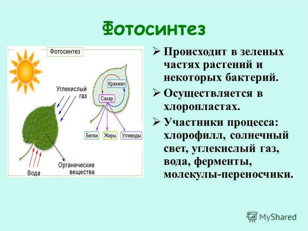 1 фотосинтез происходит в органах растения