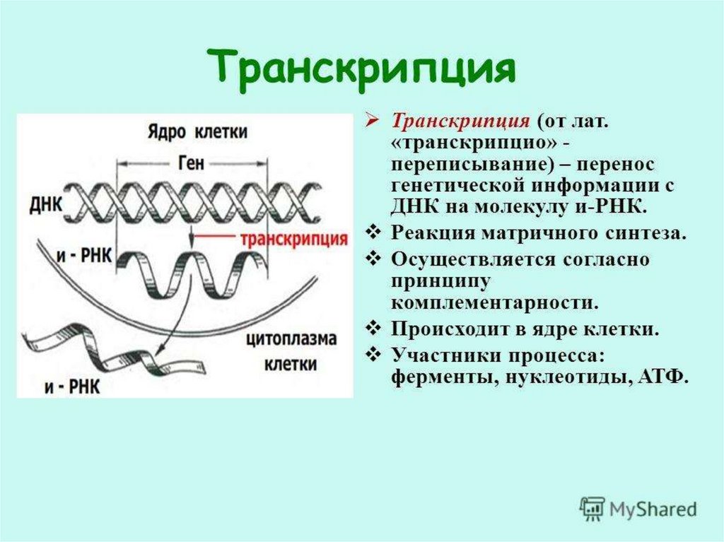 5 3 концы рнк и днк. Процесс транскрипции в биологии. Транскрипции в процессе биосинтеза белка?. Процесс транскрипции происходит.