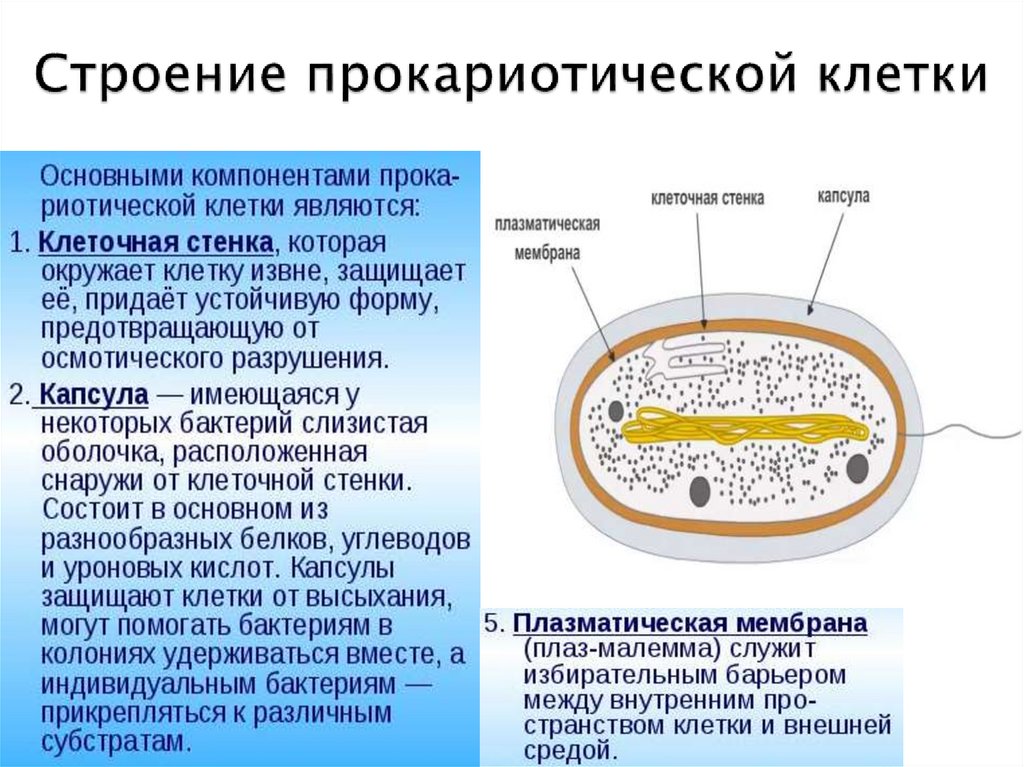 Схема строения прокариотической клетки