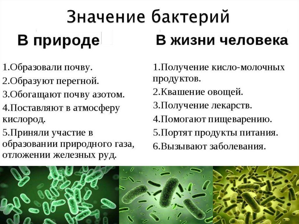 Сообщение о значении бактерий. Особенности строения прокариотической клетки. Значение бактерий.