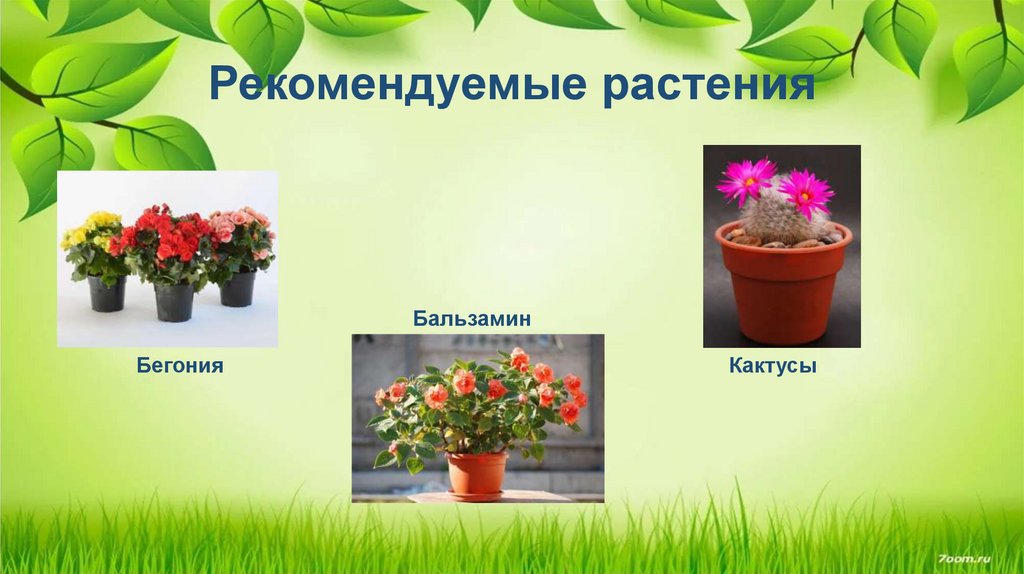 Рекомендуемые растения
