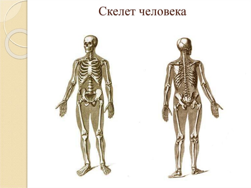 Значение скелета человека. Скелет человека осевой скелет. Строение осевого скелета. Осевой и добавочный скелет.