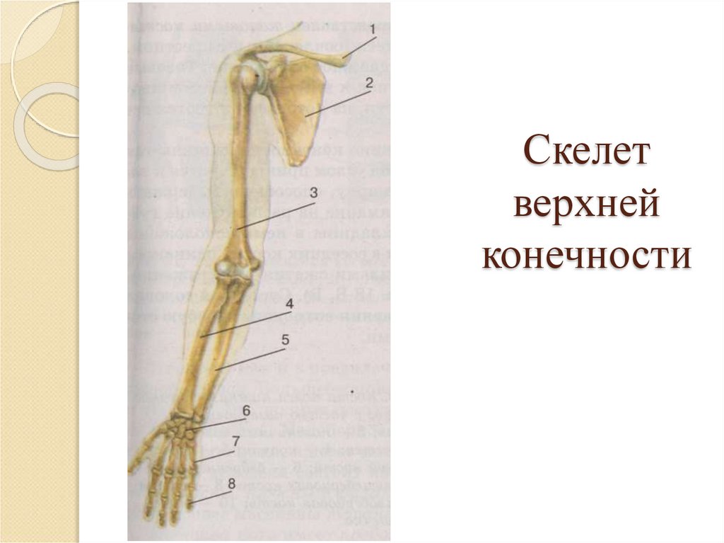 Скелет верхней конечности. Скелет верхних конечностей состоит из. Кости скелета верхней конечности. Строение скелета верхней конечности.
