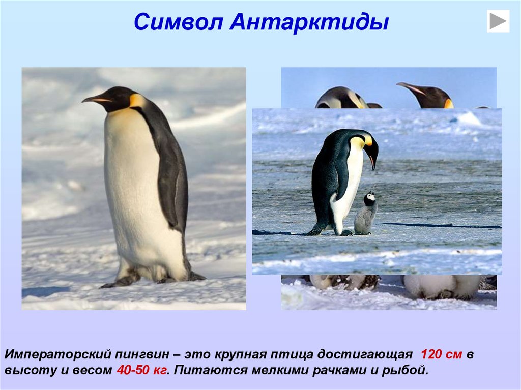 Сообщение о животных антарктиды. Животный мир Антарктиды. Антарктический Пингвин. Жители Антарктиды. Животные Антарктиды пингвины.