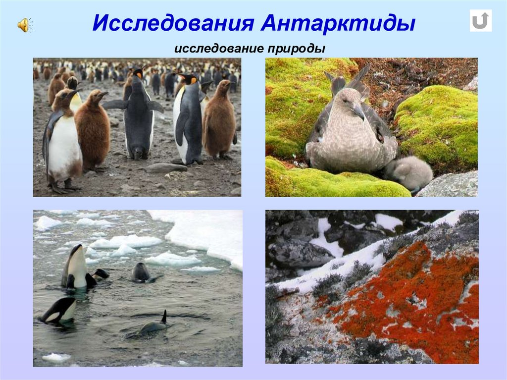 Каковы особенности природы антарктиды. Антарктида животные и растения. Изучение Антарктиды. Исследование Антарктиды. Природа а природа Антарктиды.